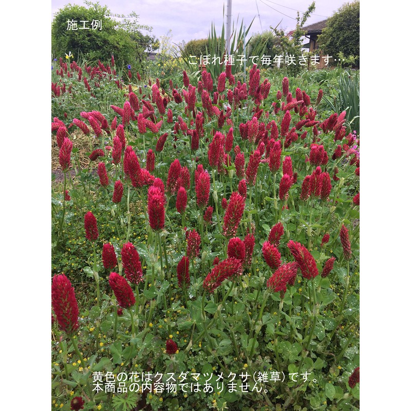 Fukkaen Seedlings 211994 Crimson Clover Seedlings, 0.3 gal (1 L)