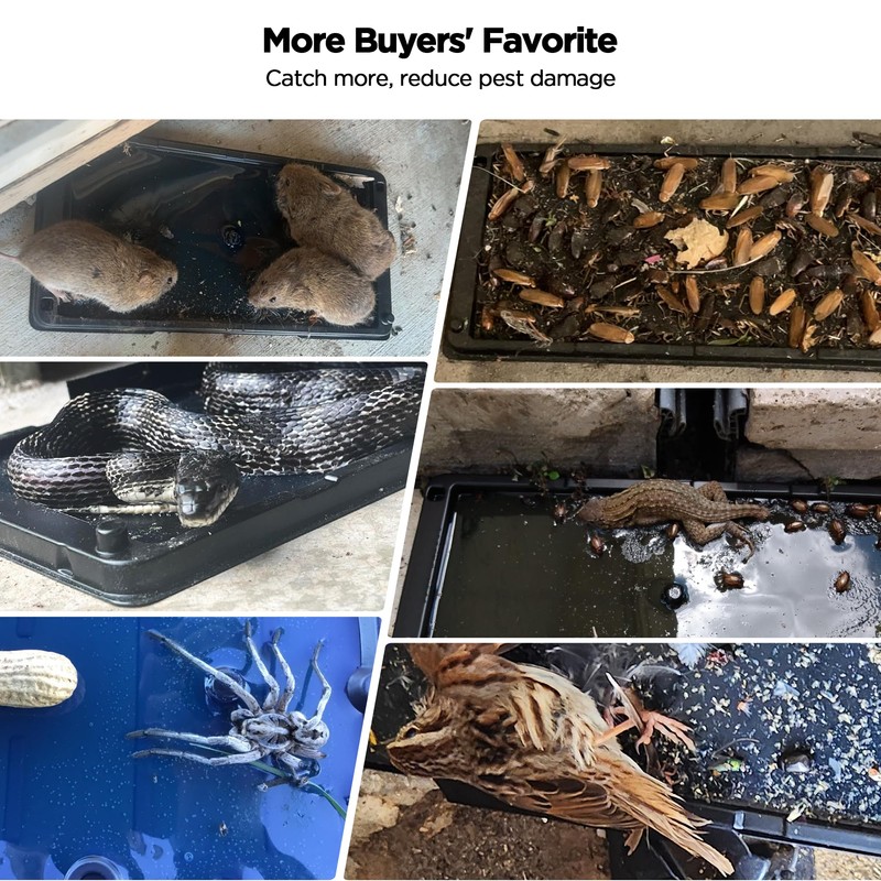 Glue Traps for Mice 12 Pack, Mouse Rat Taps, Extra