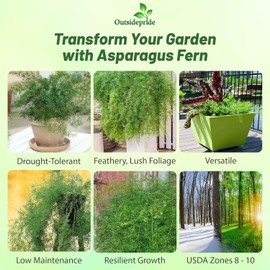 Outsidepride Asparagus Fern Seeds - 100 Pcs Perennial Sprengeri, Evergreen Foliage, Drought-Tolerant Seeds for Containers, Pots & Window Boxes, Easy to Grow Asparagus Fern & Low Maintenance
