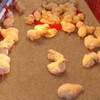SmoothNovelty 8 Pack Jute Chicken Nesting Pads for Red Barn