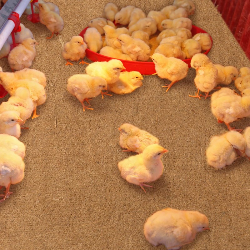 SmoothNovelty 8 Pack Jute Chicken Nesting Pads for Red Barn