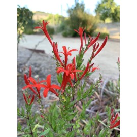 Home-Growth Anisacanthus Quadrifidus, Flame Acanthus, Wrightii - 20 Seeds 2025 - USA