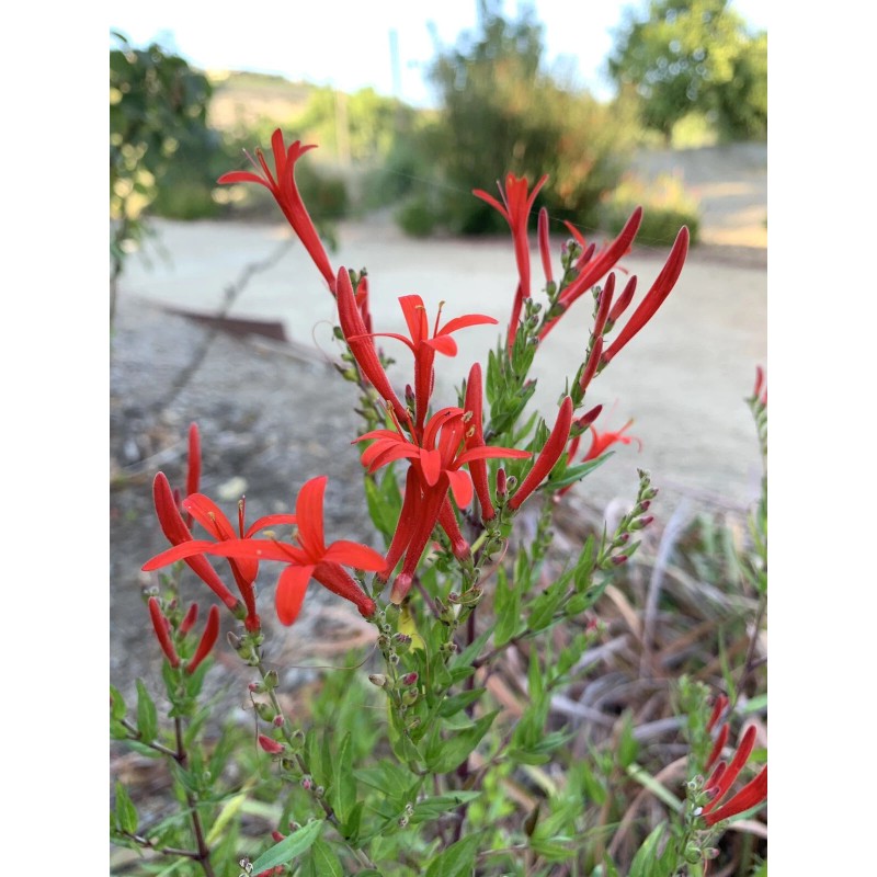 Home-Growth Anisacanthus Quadrifidus, Flame Acanthus, Wrightii - 20 Seeds 2025