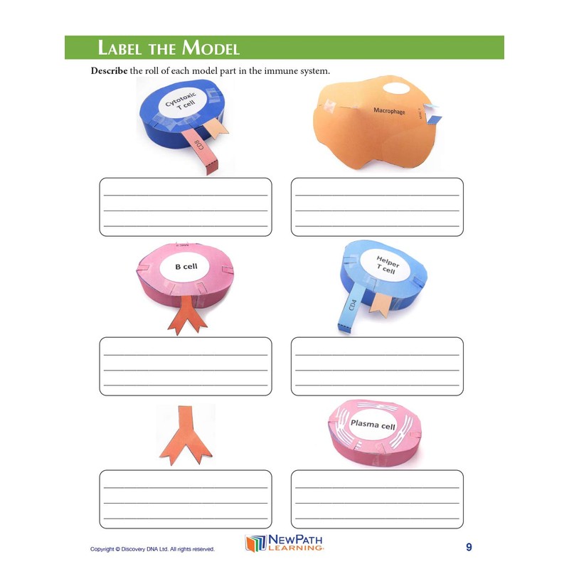 NewPath Immune System 3-D Model Making Kit - Individual Student