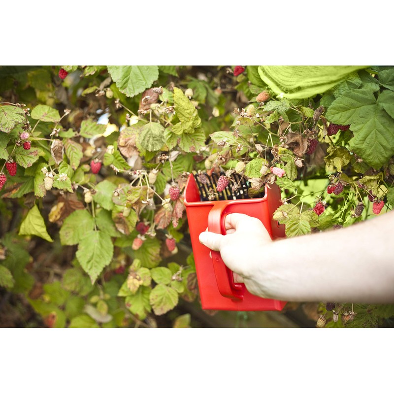 Linden Sweden Jonas Berry Picker Tool | Rake Comb for