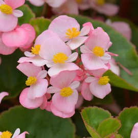 Fibrous Begonia Cocktail Series Plant Seeds (Pelleted): Brandy (Light Pink) - 1000 Seeds - Decorative Flower Plant, Houseplant
