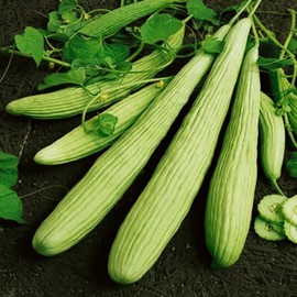 KIRA SEEDS - Seeds Armenian Cucumber - Open-Pollinated - Heirloom Vegetable - GMO Free