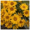 Everwilde Farms - 150 Arrowleaf Balsamroot Native Wildflower Seeds -