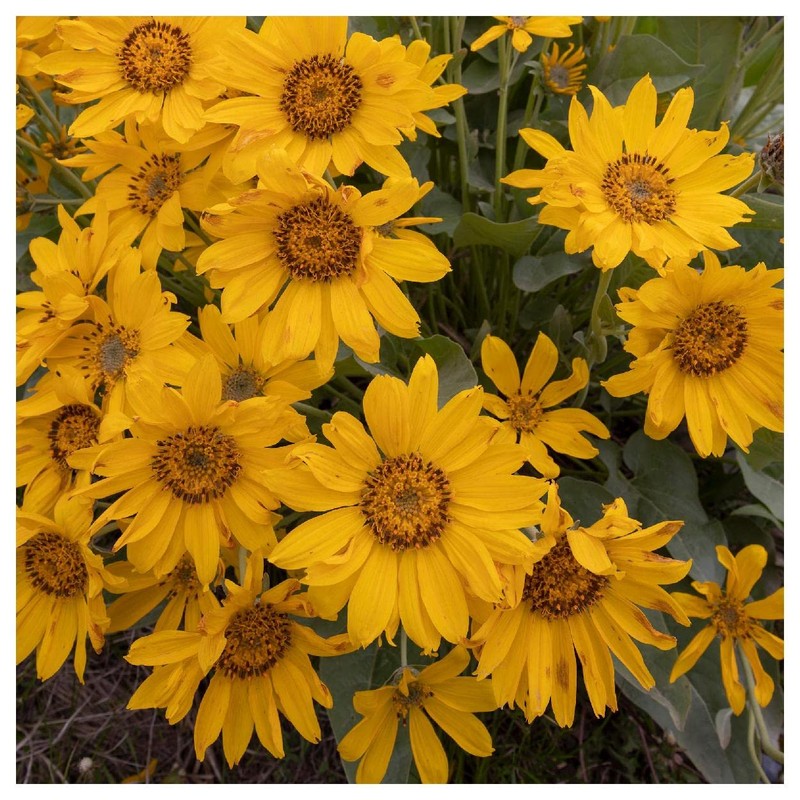 Everwilde Farms - 150 Arrowleaf Balsamroot Native Wildflower Seeds -