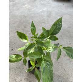 Pepino Melon Plant 12” With Pot 人參果 Golden Sweet Ginseng Fruit Plant