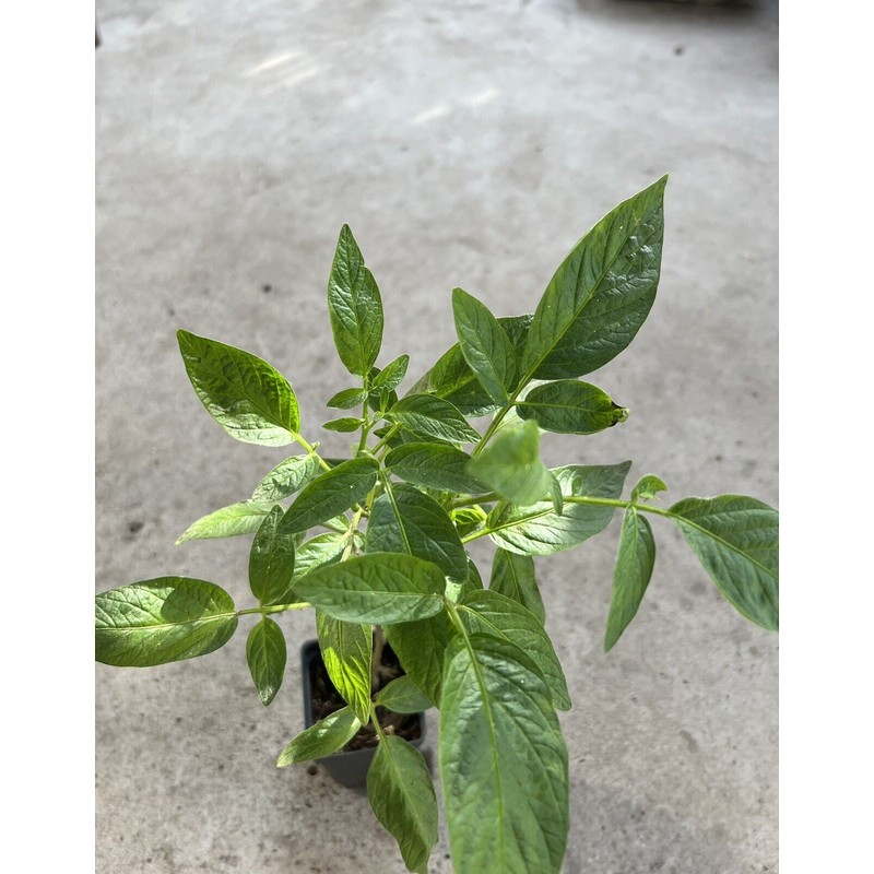 Pepino Melon Plant 12” With Pot 人參果 Golden Sweet Ginseng
