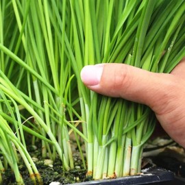 Nygardenia 500 Garlic Chive Seeds for Planting Heirloom, Non-GMO Chinese Chives.