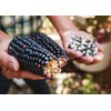 Organic Blue Corn Kernels, 1 Pound - Non-GMO, Whole Dried
