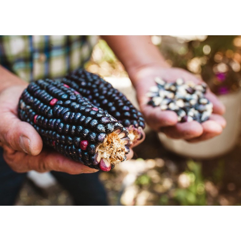 Organic Blue Corn Kernels, 1 Pound - Non-GMO, Whole Dried