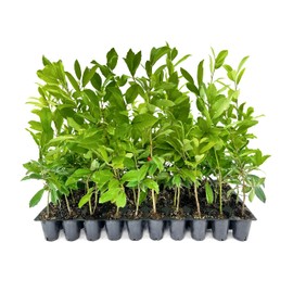 Eagleston Holly Tree | 3 Live Plants | Ilex X Attenuata | Beautiful Red Berries | Privacy Screening Hedge Foliage