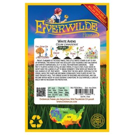 Everwilde Farms - 600 White Avens Native Wildflower Seeds - Gold Vault Jumbo Seed Packet