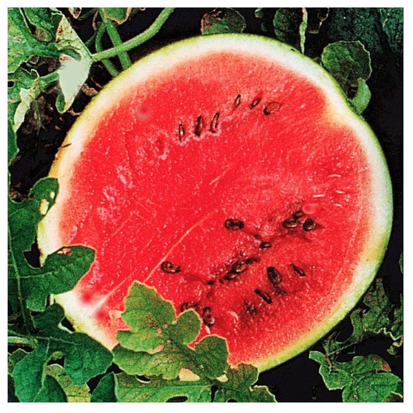 Sugar Baby Watermelon Seeds - 60+ Seeds - Round, 12