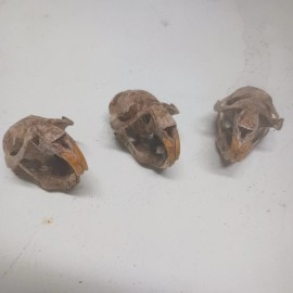 Rock Ridge Resurrections Muskrat Skulls, 3 Pack, Real, Beetle Cleaned Only