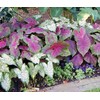 Florida Fantasy Caladium - One Top Size Bulb - Bright