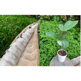 Unbranded Guama Plants Guaba Fruit pepeto Inga 1 plants