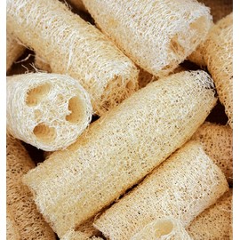 SEEDS Luffa Gourd Seeds 10 SEEDS  NON-GMO  --BUY 4 ITEMS FREE SHIPPING