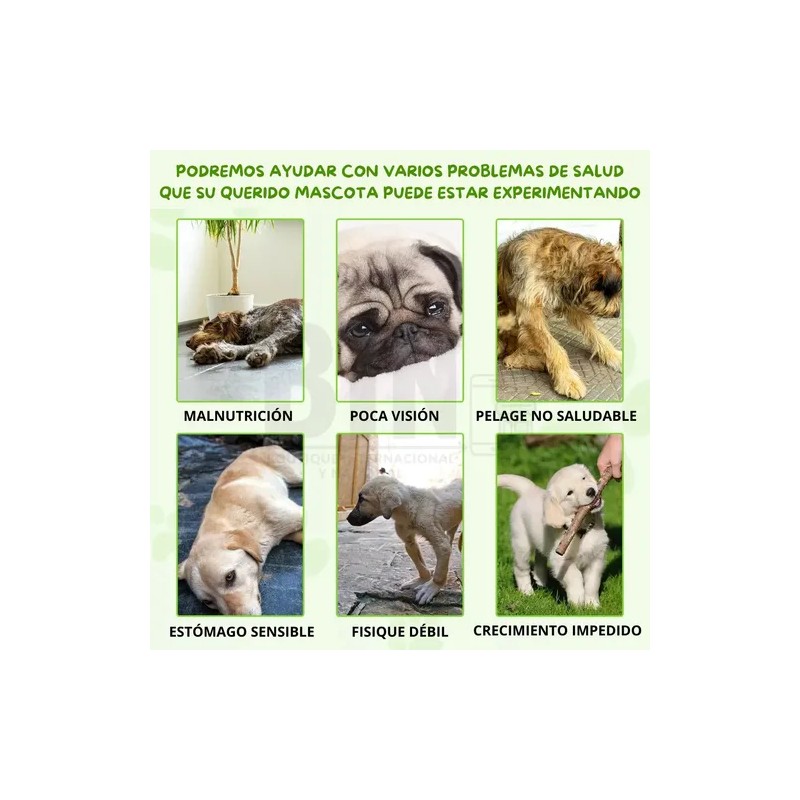 Suplemento Alimenticio Perro Probióticos Enzimas Digestivas
