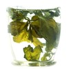GOARTEA 4Pcs 250g / 35.2oz Premium Seven Leaf Jiaogulan Gynostemma