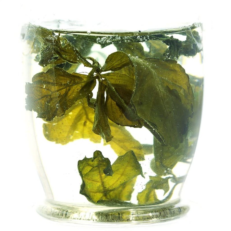 GOARTEA 4Pcs 250g / 35.2oz Premium Seven Leaf Jiaogulan Gynostemma