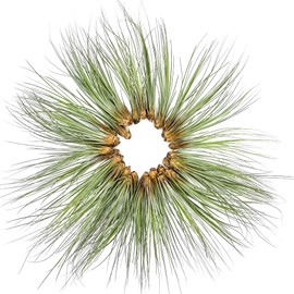 ragnaroc Air Plants - Tillandsia Juncea, Jumbo 8-12" - 30ct - Live Arrival Guaranteed - House Plants for Home Decor & Gift