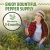 Rooted Acre 8 Varieties Hot Peppers – 240 Heirloom Seeds,