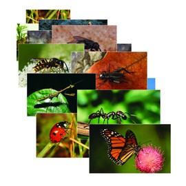 Stages Learning Materials Insect Posters for Classroom DÃ©cor, Bulletin Boards, 14 Large Picture Cards, Model:SLM158