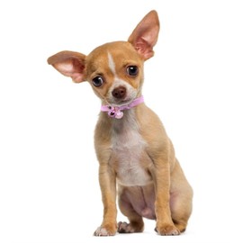 XXS Dog Collar with Bell, Pretty Tiny Girl Kitten Collar Female Puppy Collar with Bells for XXS Xs Pet Little Dogs Cat Animal, Pink XXSmall