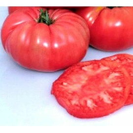 Zellajake Tomato Giant Belgium Pink Heirloom Seeds - B174 - 80 seeds, 1/4 gram