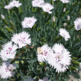 Outsidepride Maiden Pink White Dianthus Seeds for Planting - 5000 Pcs Easy to Grow & Hardy Perennial Flower Seeds with Colorful & Fragrant Blooms for Mixed Plantings, Containers & Pollinator Gardens