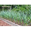 5X Fresh Purple Wight Garlic Bulbs for Planting Autumn and
