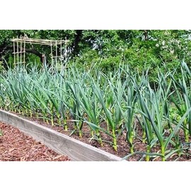 5X Fresh Purple Wight Garlic Bulbs for Planting Autumn and Spring, Premium Quality UK Weather Friendly Bulbs