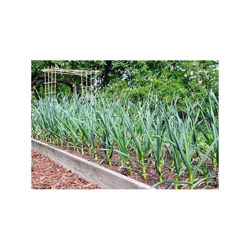 5X Fresh Purple Wight Garlic Bulbs for Planting Autumn and