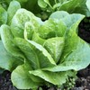 The Old Farmer's Almanac Heirloom Romaine Lettuce Seeds (Parris Island