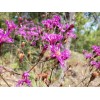 Chill Hill Farms Florida Ironweed | 25 Seeds | Vernonia