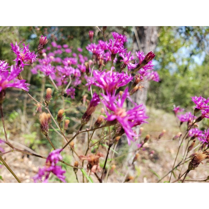 Chill Hill Farms Florida Ironweed | 25 Seeds | Vernonia