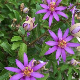 Palm Beach Medicinal Herbs - Lavender Star Flower (Grewia occidentalis) - Packet of 5 Seeds