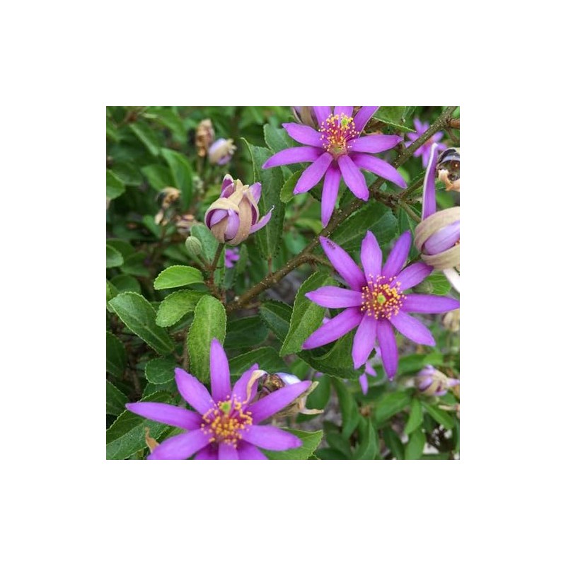 Palm Beach Medicinal Herbs - Lavender Star Flower (Grewia occidentalis)