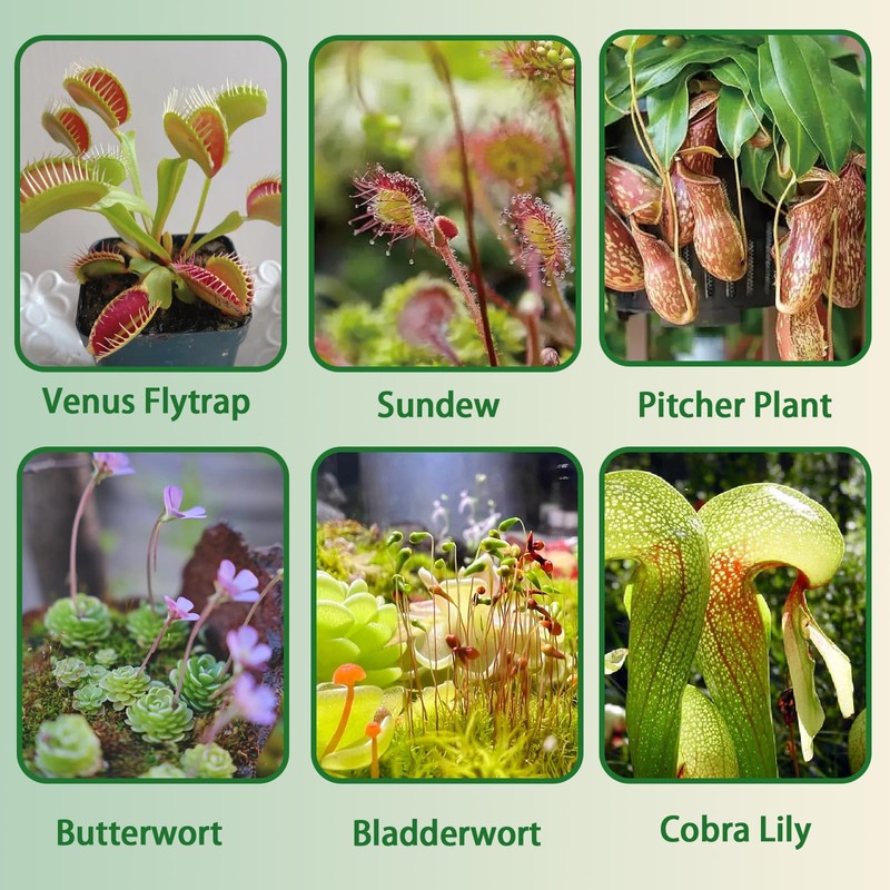 Omitgoter Carnivorous Plant Soil Mix 4qt, Pure Peat Moss and