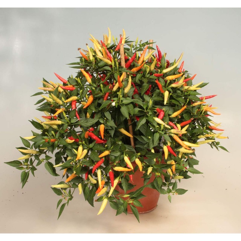 CEMEHA SEEDS - Seeds Indoor Ornamental Hot Pepper Mix Non