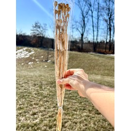 Natural Dried Papaver Stems, Dried Papaver, Bunch, 17 inch, Papaver Stems, Dried Floral, Home Decor, Small Papaver Stems