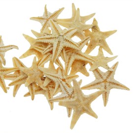 REGODI 100 PCS Natural Small Starfish for Crafts, 0.5" to 1", Perfect for Wedding Beach Theme Decor, Home DIY Projects, and Craft Supplies