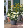 Scheurich Country Star Planter