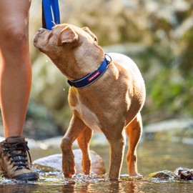 EzyDog Neo Dog Collar - Waterproof & Reflective Dog Collar with Soft Padded Neoprene for Comfort & Durable Nylon – Features Quick Release Buckle and Built-in ID Clip (X-Large, Bubble Gum)