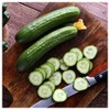 Everwilde Farms - 1 Oz Garden Sweet Burpless Cucumber Seeds