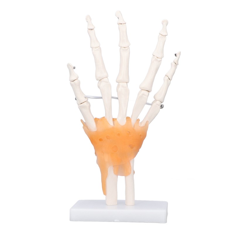 Hand Skeleton Model Life Size PVC On Base with Joints